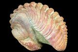 + Long Enrolled Pedinopariops Trilobite - Unique Coloration #75465-5
